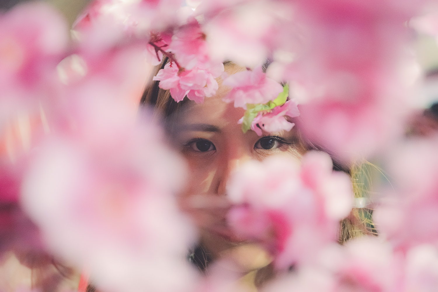 Giulia Brunetti - photography of a Japanese girl behind cherry blossoms